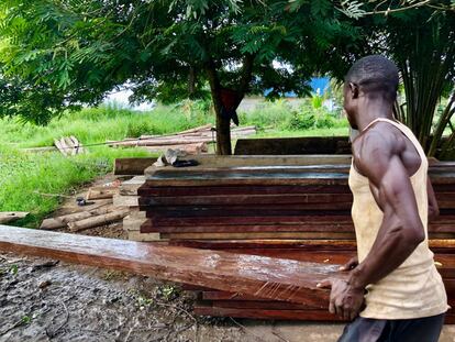 Un hombre descarga una plancha de madera de unos 150 kilos procedente de la tala artesanal no regulada, en Kisangani. Son muchos los jóvenes que consumen drogas para soportar el dolor físico que les ocasiona este trabajo. “Estimamos que la mitad de la madera que se produce en la cuenca del Congo procede del sector artesanal”, señala el responsable del proyecto Forest y experto de Cifor, Paolo Cerutti.