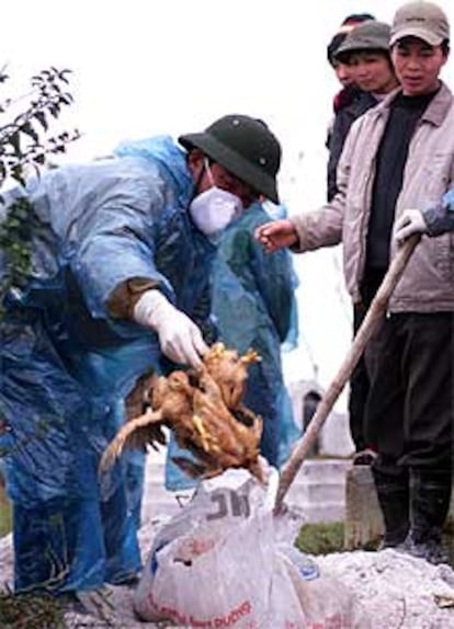 Un veterinario vietnamita lanza pollos infectados por el virus a una fosa en la localidad de Ha Tay.