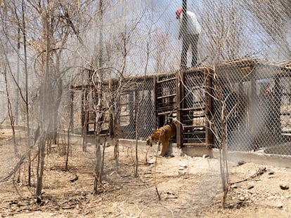 Un tigre rescatado es liberado a su nuevo hábitat por primera vez, en el santuario Ostok, cerca de Culiacán (México), el 23 de mayo.