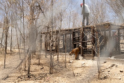 A rescued tiger is released into its new habitat for the first time, at the Ostok Sanctuary, near Culiacán, Mexico, on May 23, 2023.