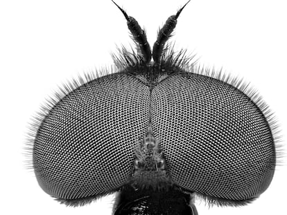 La palabra mosca