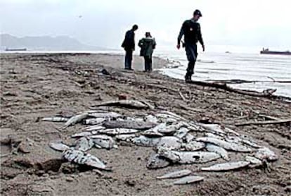 Peces muertos como consecuencia de vertidos tóxicos a la orilla del río Guadarranque.