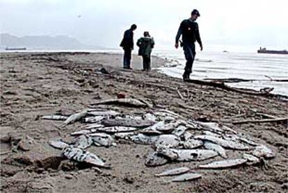 Peces muertos como consecuencia de vertidos tóxicos a la orilla del río Guadarranque.