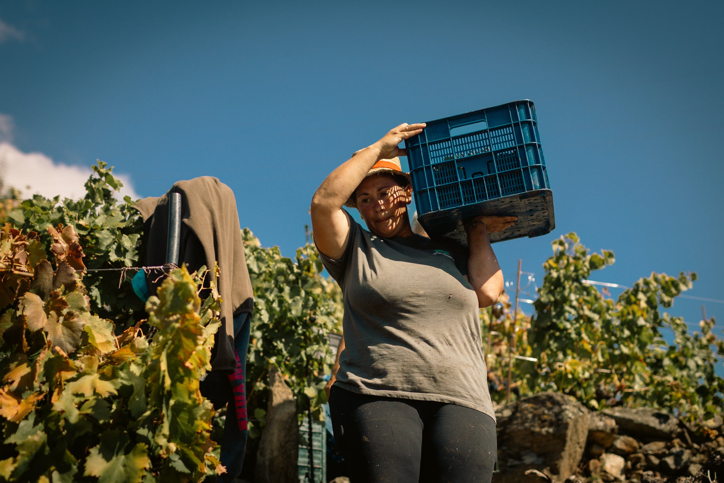 Una trabajadora de la vendimia carga la uva en uno de los viñedos de la bodega Ponte da Boga, en Castro Caldelas (Ourense).