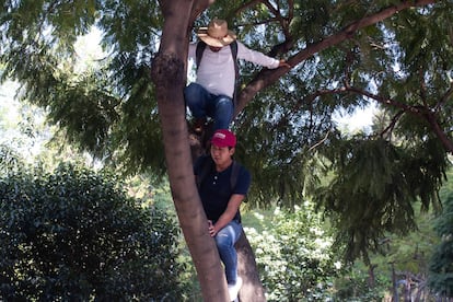 Dos simpatizantes del presidente se montan en un árbol sobre la avenida Juárez para poder saludarlo a su paso hacia el Zócalo.