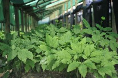 Plantación en Soria de ginseng coreano.