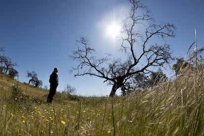 Un agricultor, junto a una encina afectada por la seca.