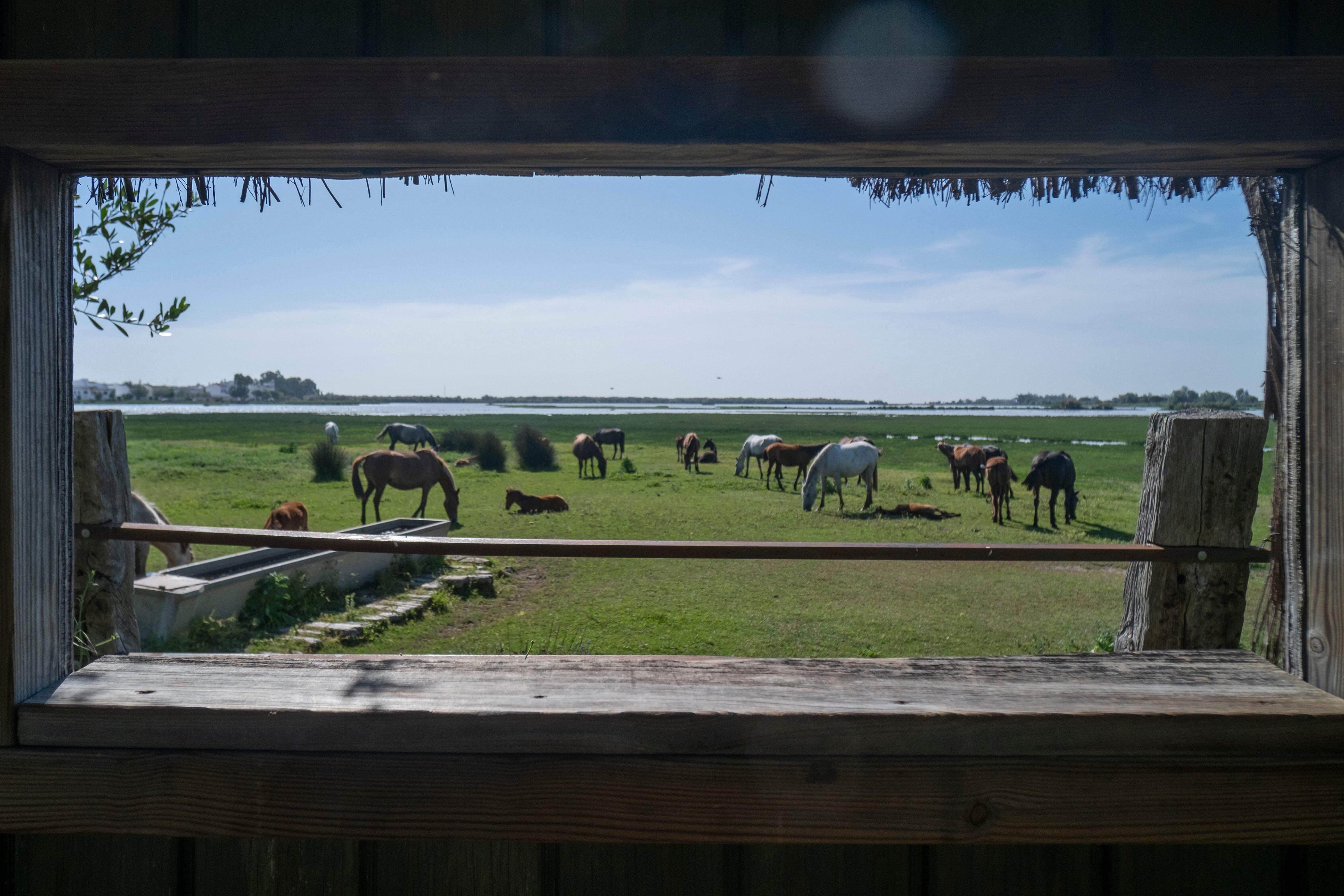 Caballos en el Charco de la Boca.