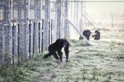 En Rainfer viven tres grupos de chimpancés. En la imagen, 'Guille', que vivió 12 años como mascota en una pequeña jaula y alimentado con bollería industrial y Coca-Cola. Llegó al centro con fotofobia, aografobia y la columna deforme.