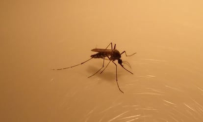 Mosquito Aedes, transmisor de la llamada fiebre amarilla. Imagen tomada por Inés Martín Martín (Laboratory of Malaria and Vector Research, NIAID. National Institutes of Health, EE UU).