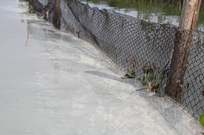 O excesso de matéria orgânica consome o oxigênio da água e provoca alta mortandade de peixes. A imagem mostra a gordura que se desprende dos peixes ao morrerem e que se acumula no entorno do Parque Olímpico. O mal cheiro do entorno é muito forte.