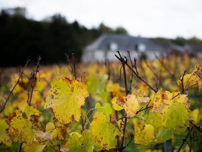 Viña de uva chardonnay en el Clos du
Mesnil, donde se vendimia y se produce champán desde 1698. 