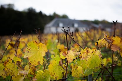 Viña de uva chardonnay en el Clos du
Mesnil, donde se vendimia y se produce champán desde 1698. 