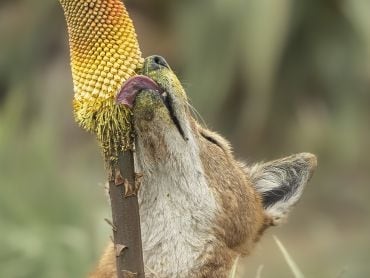 Un lobo etíope ('Canis simensis') lame el néctar de la flor Kniphofia foliosa