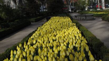 Tulipanes en el Real Jardín Botánico de Madrid.