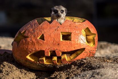 Un suricato permanece en el interior de una calabaza de Halloween en el zoo de Dvur Kralove (República Checa), el 31 de octubre de 2018.