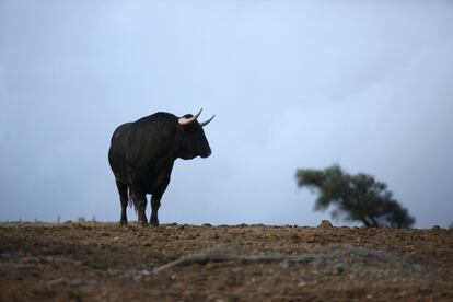 Uno de los toros seleccionados para la Feria de San Isidro en la finca El Grullo, momentos antes de ser apartado para su embarque.