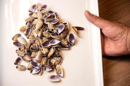 Coquinas de Los Marinos José.