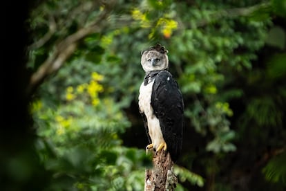 El águila arpía es la más grande del continente americano y está clasificada en peligro de extinción.
