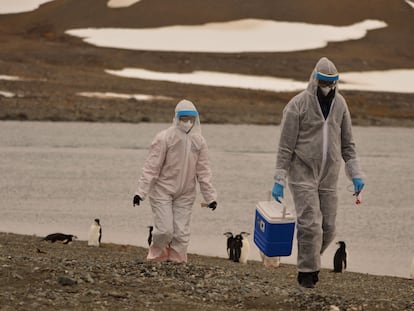 Investigadores recolectan muestras de vida silvestre en el Territorio Antártico Chileno el 13 de marzo 2024.