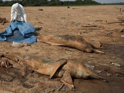 Investigadores del Instituto Mamiraua para el Desarrollo Sostenible recuperan delfines muertos del lago Tefe, afluente del río Solimoes que ha sido afectado por las altas temperaturas y la sequía de Amazonas el 2 de octubre de 2023.