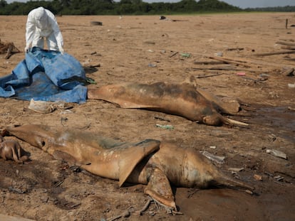 Investigadores del Instituto Mamiraua para el Desarrollo Sostenible recuperan delfines muertos del lago Tefe, afluente del río Solimoes que ha sido afectado por las altas temperaturas y la sequía de Amazonas el 2 de octubre de 2023.