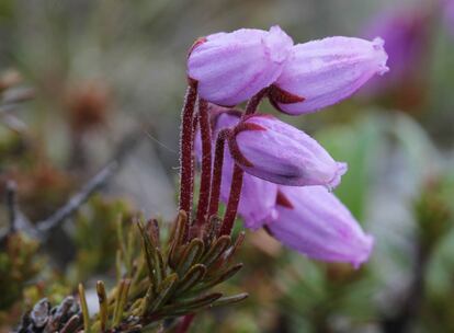 The plant species ‘Phyllodoce caerulea,’ is extremely rare. There were doubts about whether it was located in the Spanish part of the Iberian peninsula, but it was later found in Arán valley in Lleida.