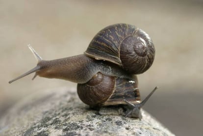 El caracol ‘Jeremy’ (arriba), con la espiral de su concha girada a la izquierda y ‘Theresa’ (abajo), con la espiral normal en los moluscos.