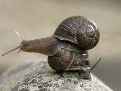 El caracol ‘Jeremy’ (arriba), con la espiral de su concha girada a la izquierda y ‘Theresa’ (abajo), con la espiral normal en los moluscos.