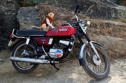 Un mono, perteneciente al dueño de una lavandería, se sienta en la moto de su propietario, en Ajmer (India). 