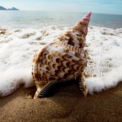 Big conch at the beach in Spain. 