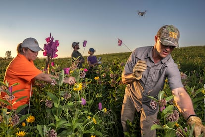 Wendy Caldwell, directora ejecutiva de Monarch Joint Venture, y Timothy Fredricks de Bayer Crop Science (en primer plano) marcan con banderas las plantas de algodoncillo cerca de New Germany, Minnesota, mientras los pilotos Drew Smith y Christine Sanderson vuelan drones para monitorear la abundancia de esta planta. El algodoncillo es la planta anfitrión de la mariposa monarca y es esencial para su supervivencia. Pero esta “mala hierba”, antes muy común , está desapareciendo rápidamente de las praderas. Ser capaz de evaluar y monitorear rápidamente la población de algodoncillo existente es clave para el plan de recuperación de la Monarca.