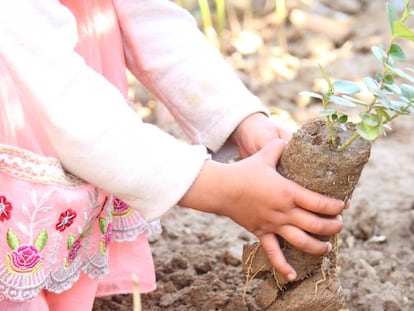 Una niña planta un arbusto, en Islamabad.