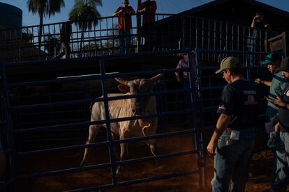 Un grupo de bueyes es llevado a la zona donde se realiza el rodeo. El festival de Barretos se celebró por primera vez en 1956 cuando un grupo de vaqueros que se hacía llamar 'los independientes' decidió crear una competencia anual de rodeo. 