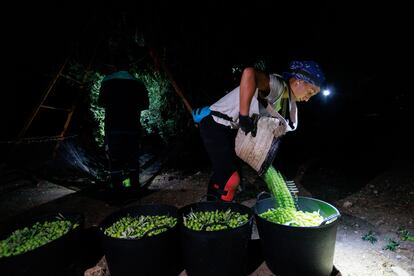 Noemí Luna de 26 años recogiendo la aceituna en la finca Santa Magdalena en Morón de la Frontera , Sevilla.