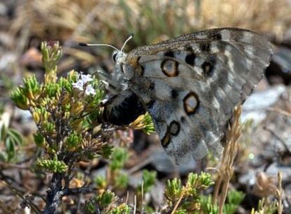 La mariposa Apolo (Parnassius apolo filabricus) en la sierra granadina de Baza.