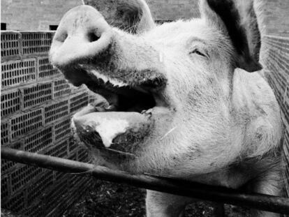 La fotograf&iacute;a de &ldquo;un cerdo feliz&rdquo; que tom&oacute; Colita en 1987 y que es una de sus favoritas. 