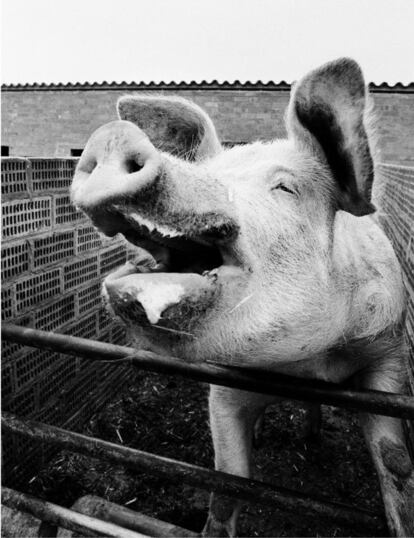 La fotografía de “un cerdo feliz” que tomó Colita en 1987 y que es una de sus favoritas.