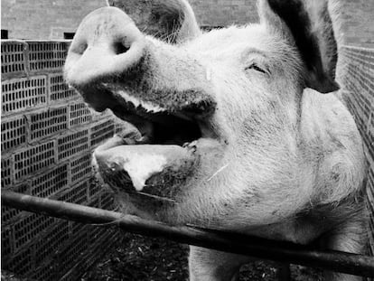 La fotograf&iacute;a de &ldquo;un cerdo feliz&rdquo; que tom&oacute; Colita en 1987 y que es una de sus favoritas. 