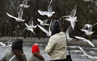 Personas alimentan a unas gaviotas en un lago de Berlín (Alemania).