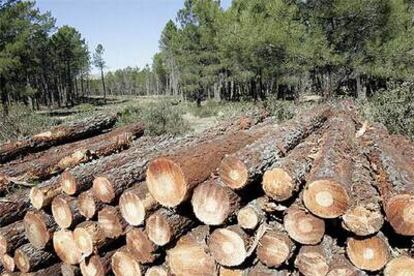 Tala de pinos para construir los viales de la Ciudad del Golf, en Las Navas del Marqués (Ávila).