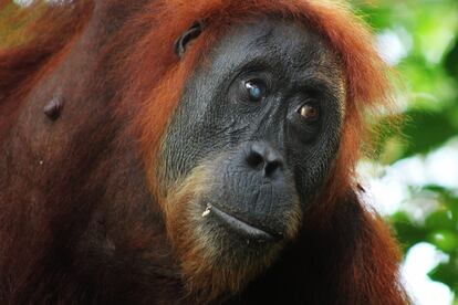 Orangután de Sumatra otra de las especies de grandes simios en peligro de extinción.