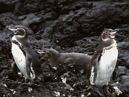 Pinguinos de Galápagos