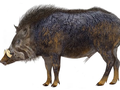 Representación del jabalí antecesor del actual cerdo ibérico que dejó su huella en la costa de Huelva hace 106.000 años.