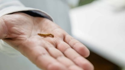 Una larva de la denominada hormiga soldado se mueve en la mano de un investigador.