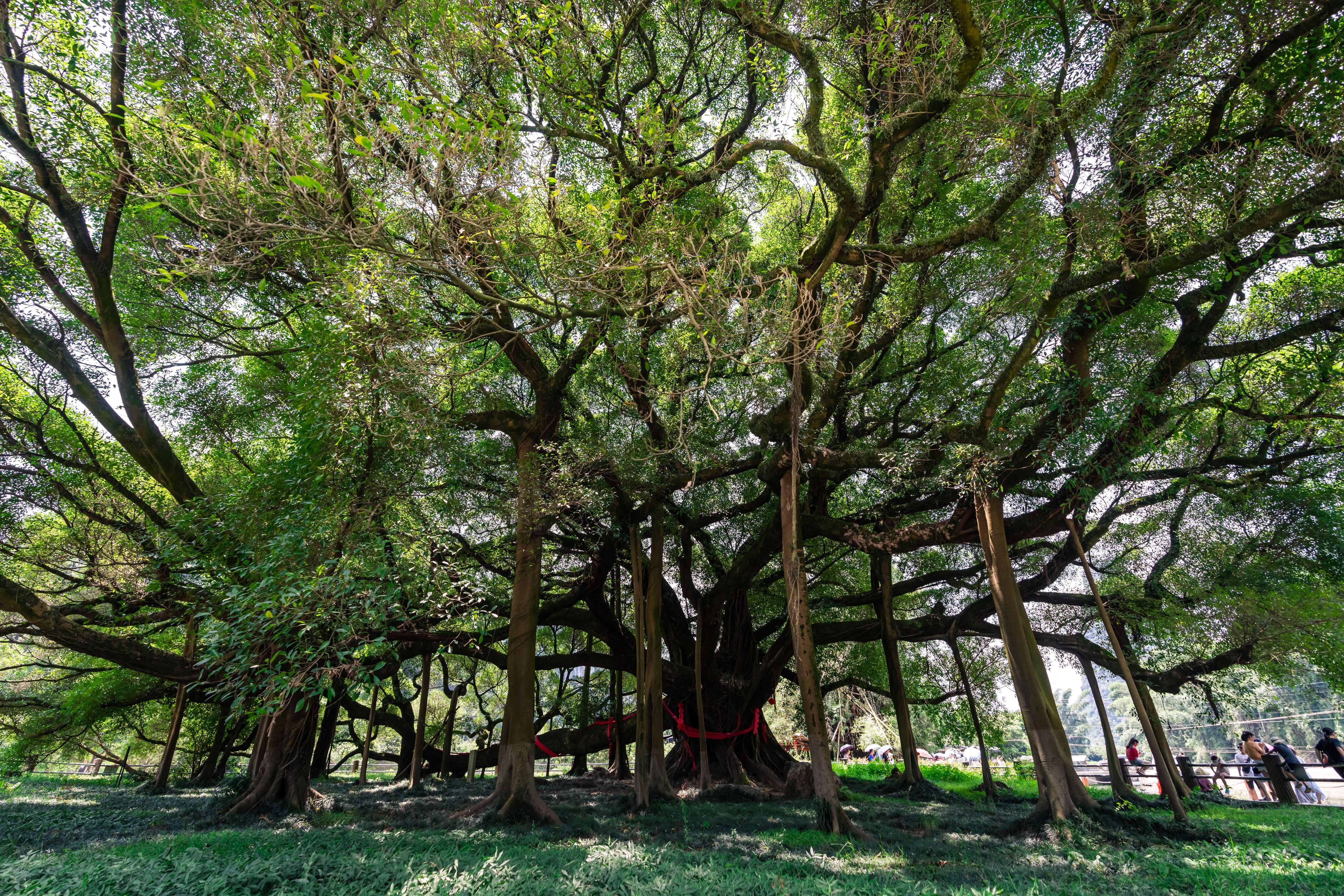 El árbol milenario Banyan Tree en Yangshuo.