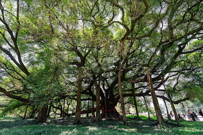 El árbol milenario Banyan Tree en Yangshuo.