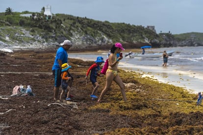 Uma família de turistas passeia por uma praia de Tulum coberta de sargaço.