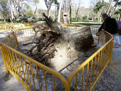 Una cerca protegía el hueco del cepellón de un árbol abatido en el parque del Retiro.