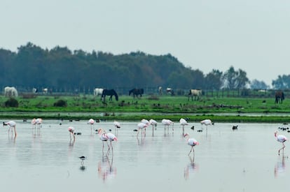 Flamencos en las marismas de El Rocío (Huelva), el lunes.